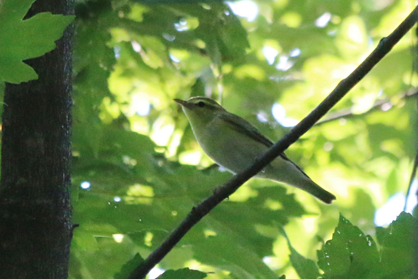 Lu verde (Phylloscopus sibilatrix)